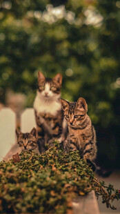 猫咪群聚于绿植旁