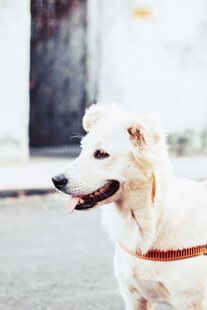 白色萌犬街头惬意模样