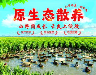 酸酒鸭