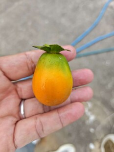 柿子