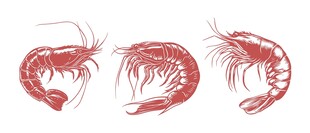 手绘虾类素材