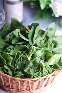 一篮鲜嫩菠菜