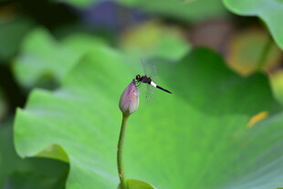 荷花旁的蜻蜓