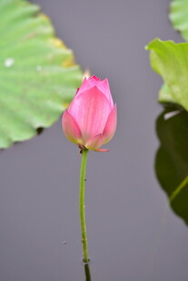 粉色荷花绽放于水面