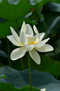 洁白荷花绽放于绿叶间
