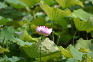 粉色荷花绽放于绿叶间