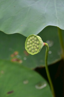 莲蓬初绽于荷叶间