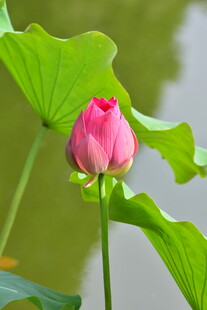 娇艳荷花绽放于绿叶间