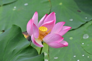 娇艳荷花绽放于绿叶间