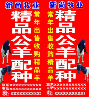 公羊配种