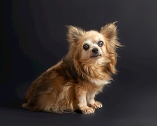 可爱吉娃娃犬坐于深色背景