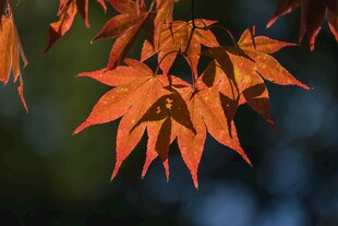 秋日红枫叶特写