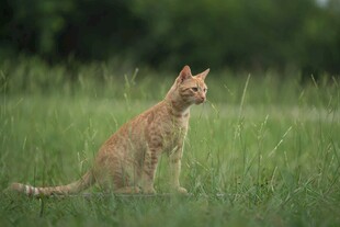 草地上的橘猫