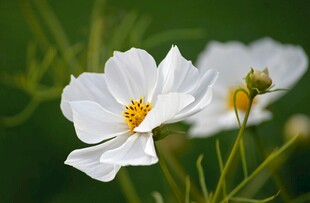 白色花朵特写
