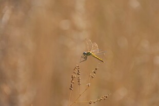 枝头蜻蜓