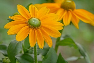 两朵明艳的黄色黑心菊