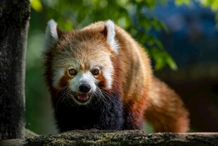 小熊猫张嘴站立于树旁
