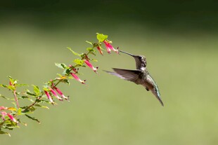 蜂鸟花间飞舞