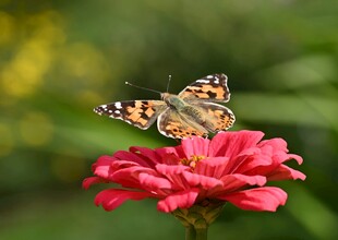 蝴蝶停驻在娇艳红花上