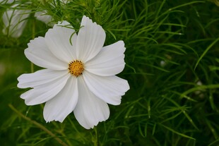 白色波斯菊绽放于绿草间