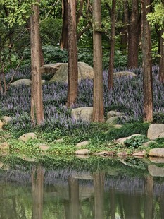麦冬花开