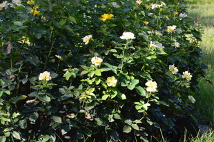 月季花  