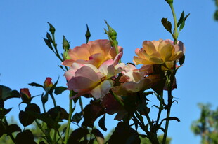 月季花  