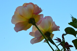 月季花 