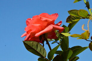 月季花  