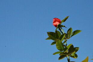 月季花  