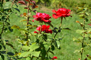 月季花 