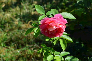 月季花  