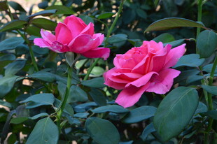 月季花  