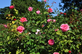 月季花  