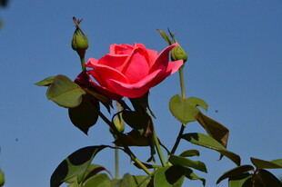 月季花 