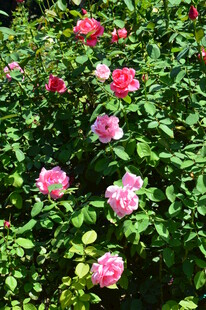 月季花  