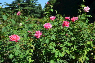月季花  