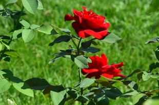 月季花 