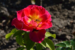 月季花