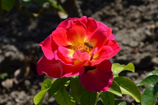 月季花 