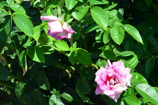 月季花  