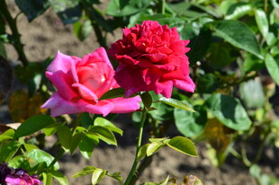 月季花 
