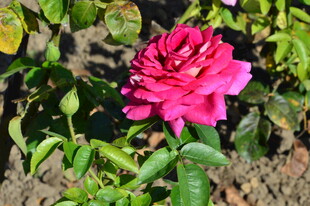 月季花  