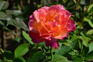 月季花  