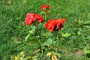月季花  