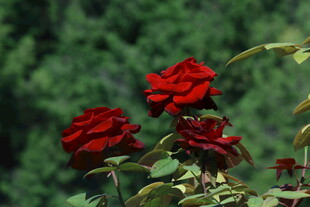 月季花  
