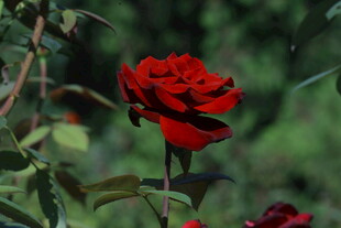 月季花 
