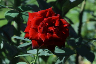 月季花  