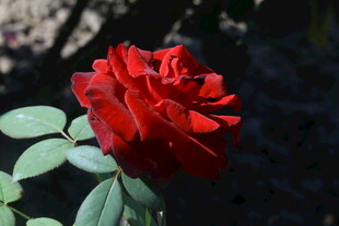 月季花 