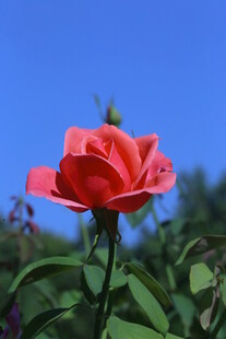 月季花 